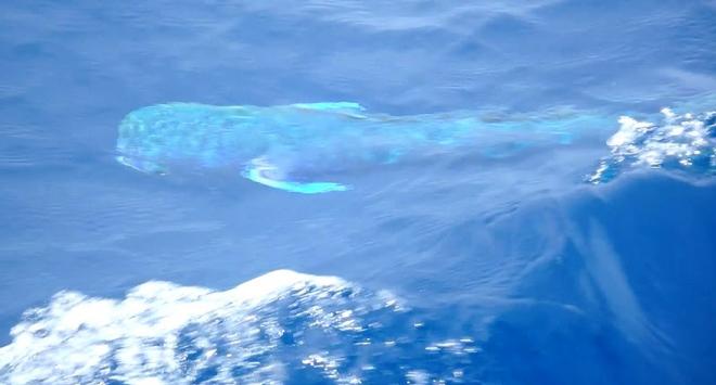 Dorado Fish swims alongside Imerys Clean Energy – Transat Jacques Vabre ©  Phil Sharp Racing